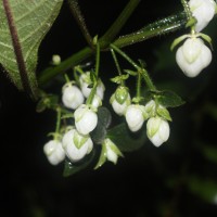 Strobilanthes lupulina Nees